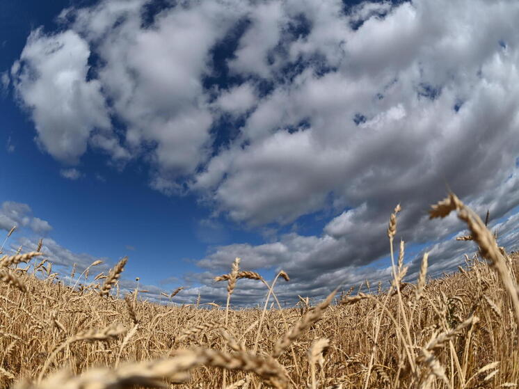 Аграрии и ученые выбрали 10 новых сортов для посева на Южном Урале