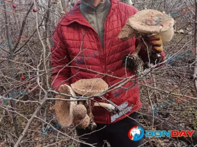 В Ростовской области грибники наткнулись на поляну огромных зонтиков
