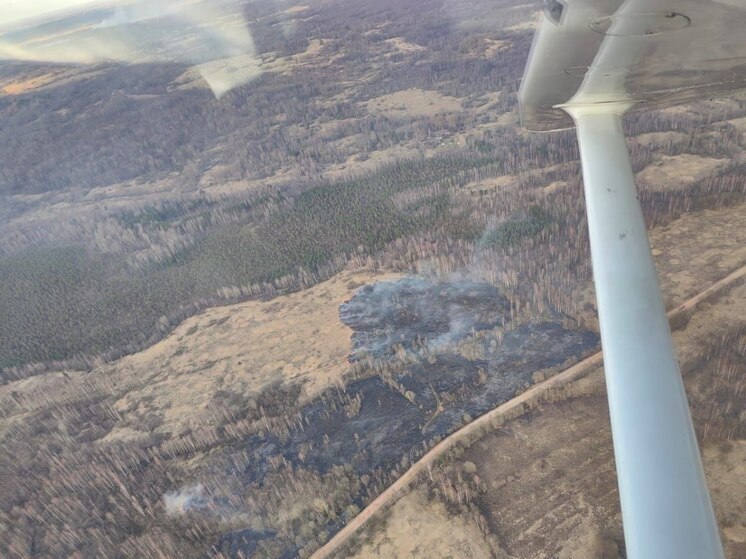 Противопожарный лесной центр Псковской области подал в суд на «Россети Северо-Запад»