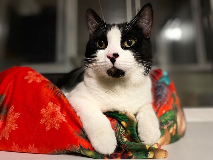 Рязанская облдума поддержала законопроект о маркировке домашних животных