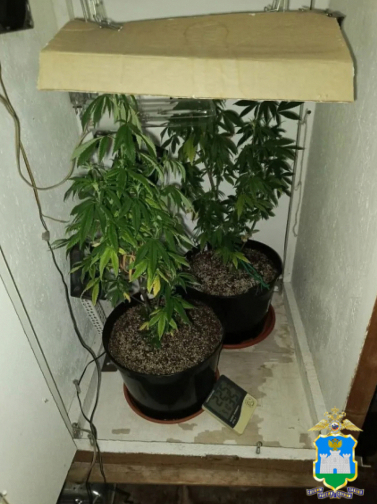 В Орле у жителя Заводского района дома нашли 225 граммов наркотиков