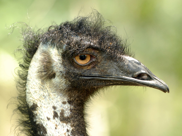 Британка купила яйцо и самостоятельно вырастила эму