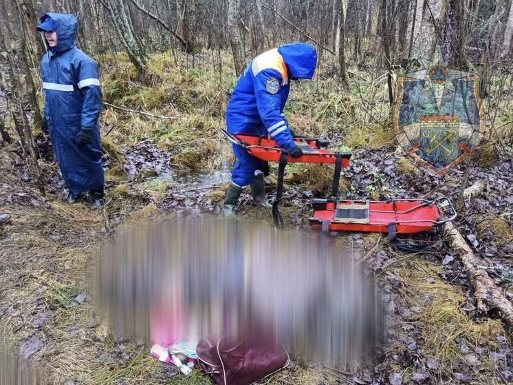 В лесном массиве в Тосненском районе нашли тело пожилой женщины