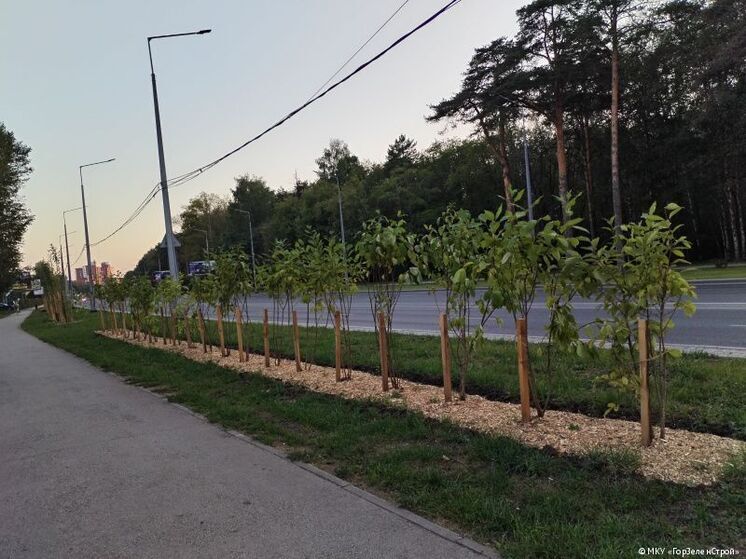 В Перми завершено озеленение «гостевого маршрута» и долины Данилихи