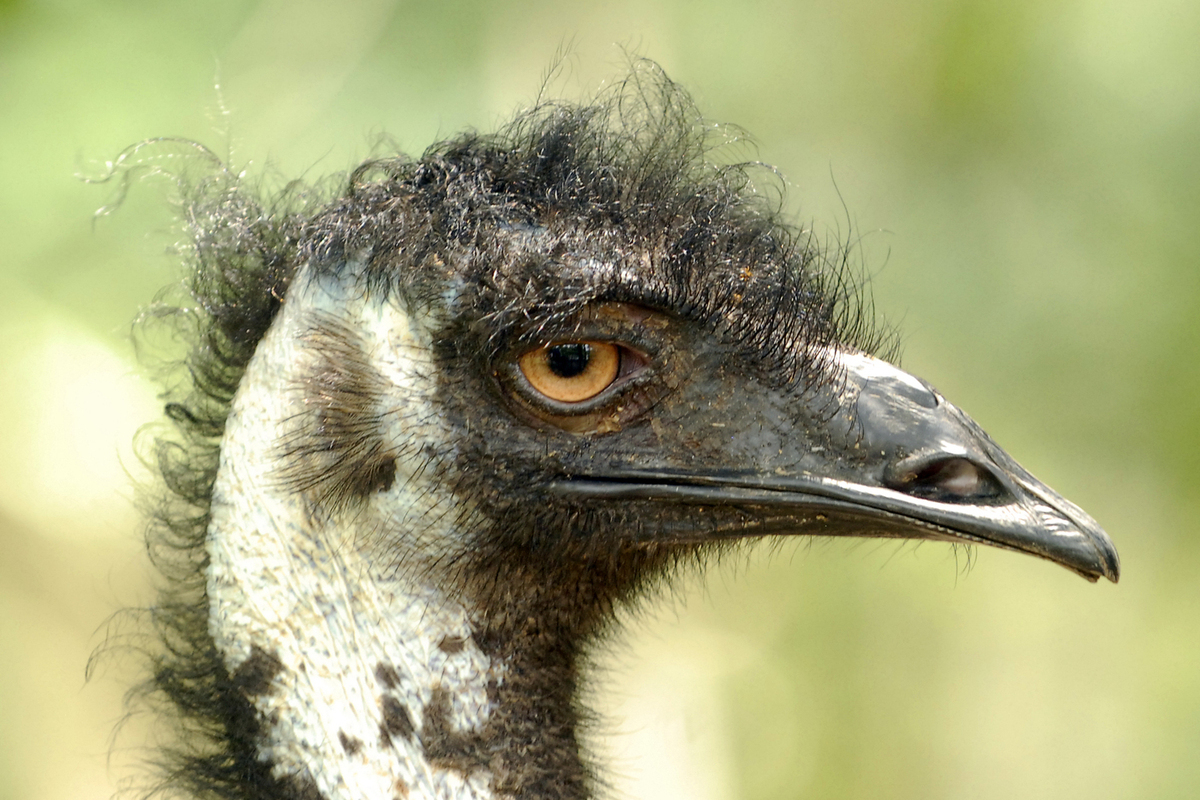 Британка купила яйцо и самостоятельно вырастила эму