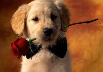 14 НОЯБРЯ

Дмитрий Дибров (1959) — журналист, шоумен, телеведущий, продюсер и режиссер, певец, музыкант и актер

Жорес Медведев (1925–2018) — писатель и ученый-биолог

Рой Медведев (1925) — публицист, педагог, писатель

Клод Моне (1840–1926) — французский живописец, основоположник импрессионизма

Владимир Соловьев (1964) — тележурналист, политический обозреватель, телеведущий, телепродюсер, председатель Союза журналистов России

Светлана Сурганова (1968)