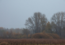 14 ноября на Руси отмечали народный праздник Кузьминки осенние, или Куриные именины. Этот день был посвящён проводам осени и встрече зимы, а в православии связан с памятью святых Космы и Дамиана — покровителей ремесленников, брака и домашней птицы. С этим днём связано множество традиций, запретов и погодных примет.