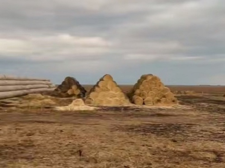 В Калмыкии завершили заготовку кормов для поголовья скота