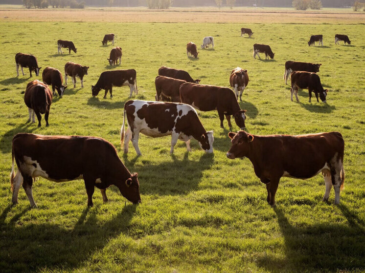 Хамбо лама Дамба Аюшеев в Бурятии рассказал о целебной силе запаха навоза и дыма аргала