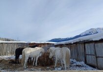 В Алтайском крае за последние три года ликвидировано 689 неиспользуемых скотомогильников