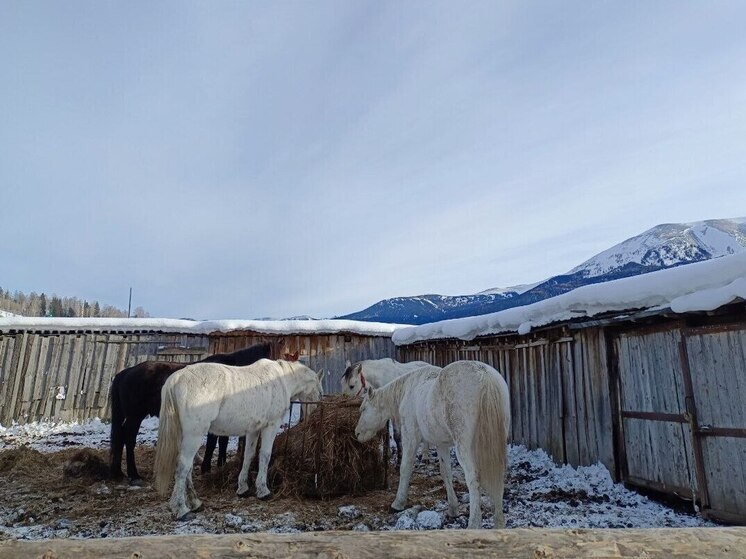 В Алтайском крае за последние три года ликвидировано 689 неиспользуемых скотомогильников