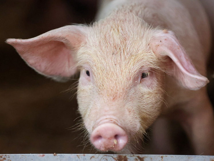 В США пересаженная человеку свиная почка работает 61 день