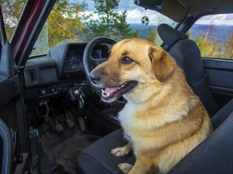 Названо количество отказов челябинцам при оформлении автокредитов