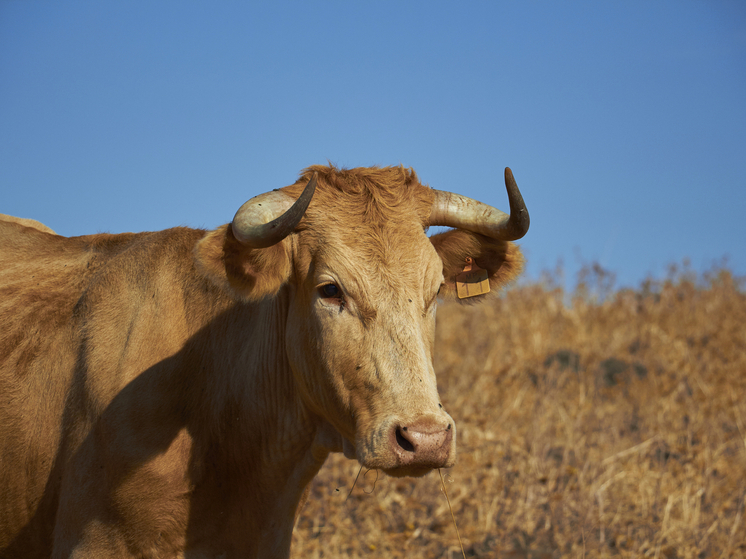 На трассе «Сибирь» в Красноярском крае столкнулись две фуры: погибли четыре быка
