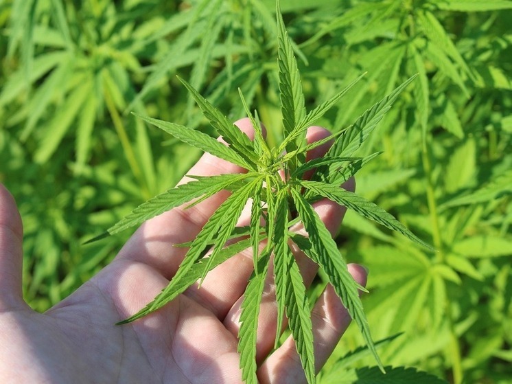 Жителя Нижней Полтавки приговорили к 3,5 годам колонии за сбор дикорастущей конопли