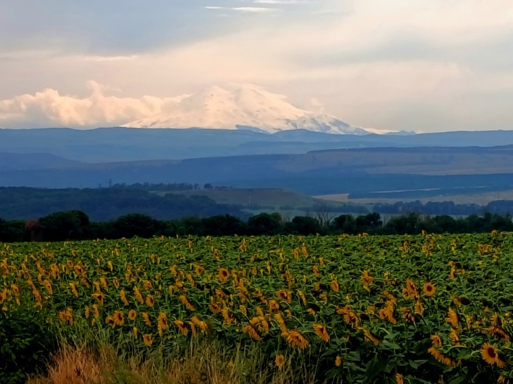 В Предгорном округе Ставрополья собрали высокий урожай подсолнечника