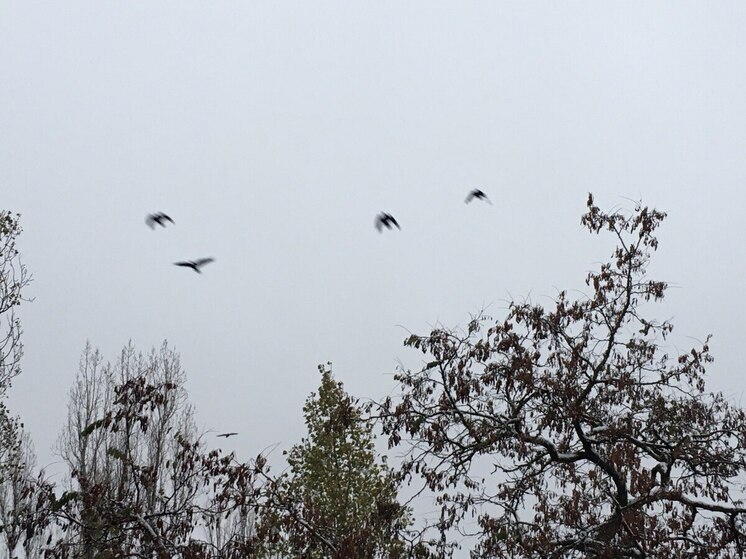 Фрагменты упавшего БПЛА в Воронежской области повредили крышу и автомобиль