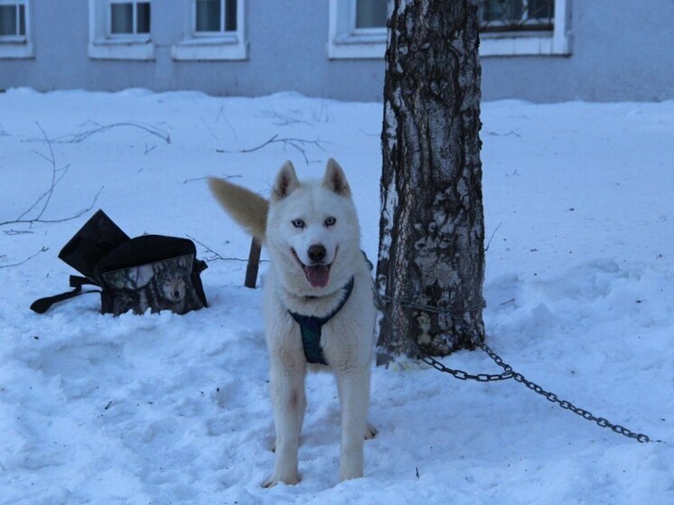 В Барнауле продолжают бесплатно стерилизовать домашних собак