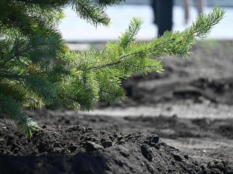 Южный Урал начал поставлять рождественские деревья по регионам СНГ