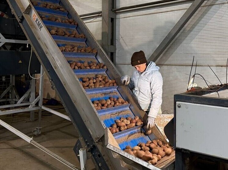 Урожай картофеля в Ивановской области побил рекорд