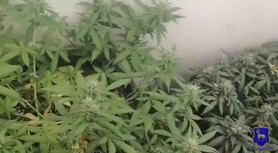 Фитнес-инструктор устроил наркоплантацию в гараже Самары