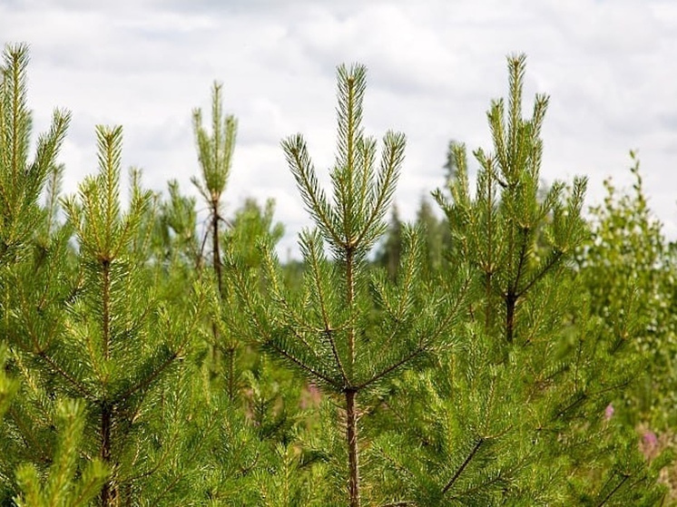 В Архангельской области стало больше леса