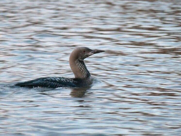 Гагары прилетели на Ладожское озеро