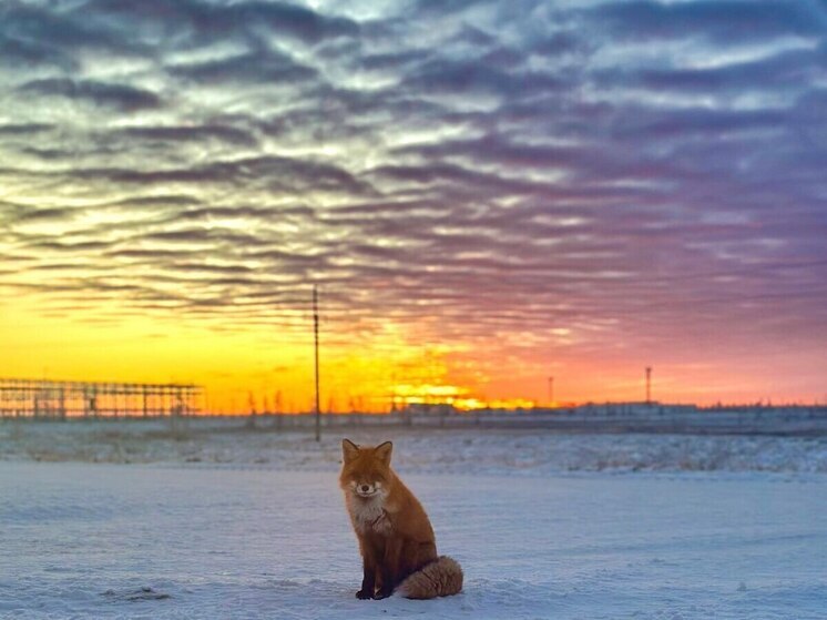 Лисица-модель позировала вахтовикам на фоне великолепного заката в ЯНАО