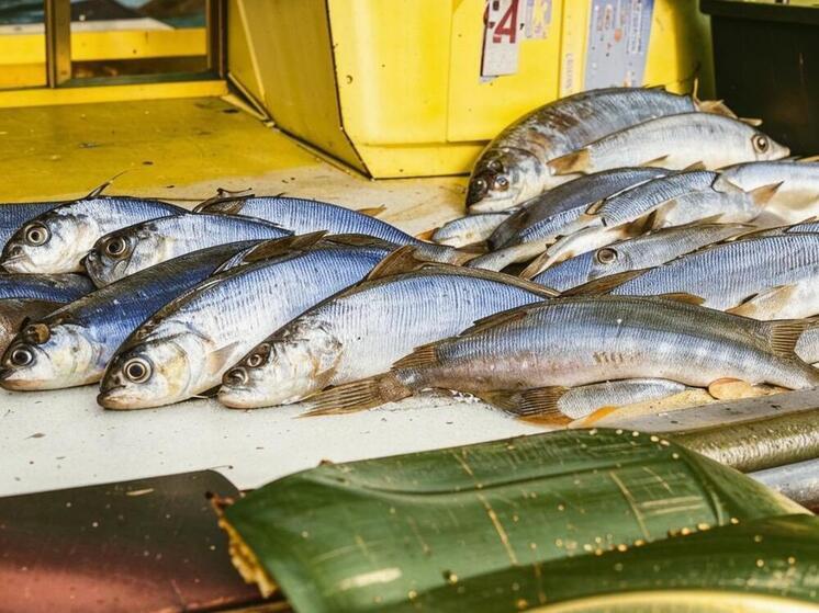 На КПП в Дагестане изъяли партию краснокнижной рыбы весом почти 140 кг