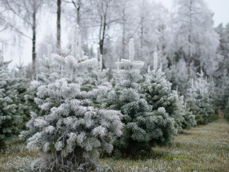 В Томской области задержаны браконьеры, незаконно рубившие ели
