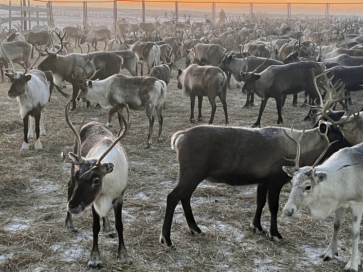 На Ямале заработают 2 новых комплекса по заготовке мяса оленей