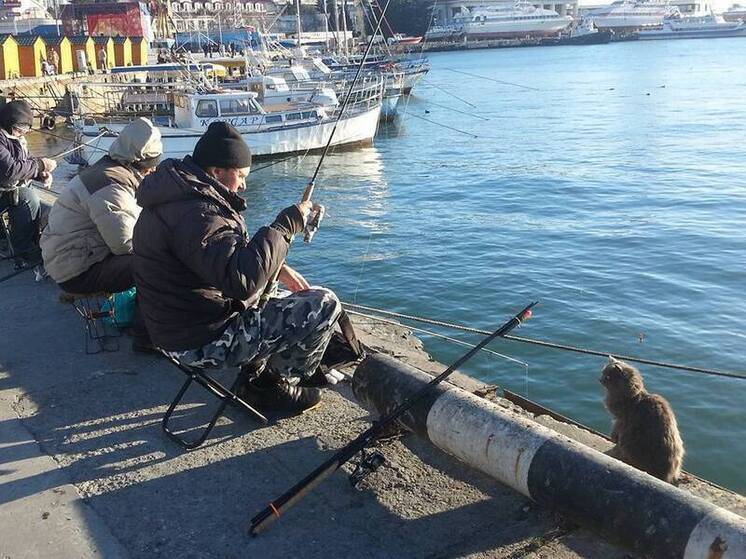 Чёрное море захватывает прожорливый корейский окунь