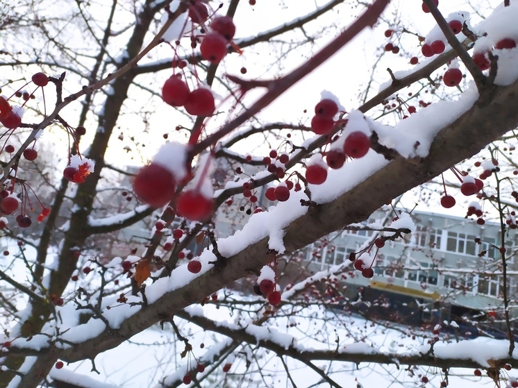 Снегопады ожидаются на Вологодчине
