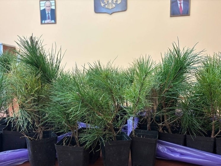 По всему Черняховскому округу высадили сотни кедров