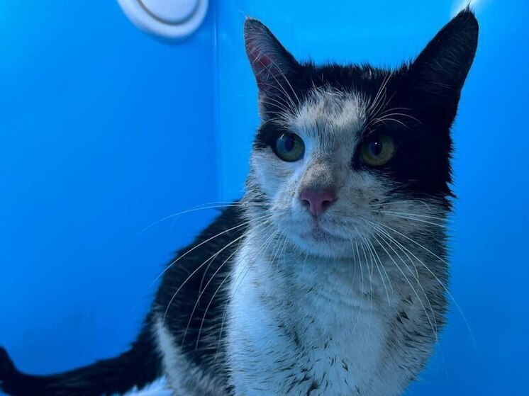 Черно-белого кота спасли с набережной канала Грибоедова