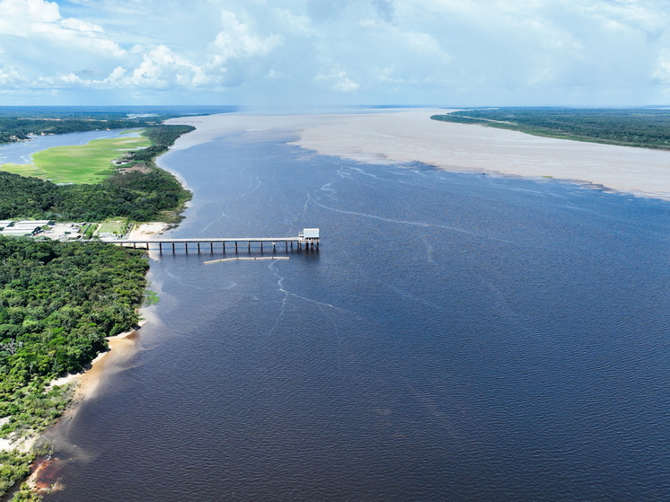 В гибели сотни речных дельфинов в 2023 году увидели след глобального потепления