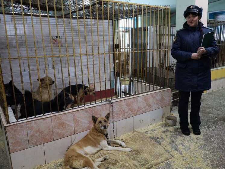 У разводившего в квартире собак барнаульца забрали 24 питомца