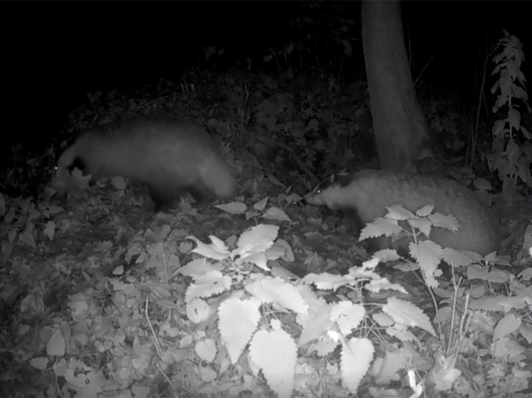 Барсуки «Калужских засек» готовят нору к зиме