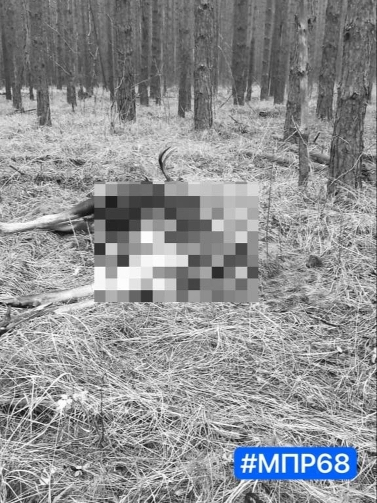В лесах Бондарского муниципального округа была обнаружена печальная находка