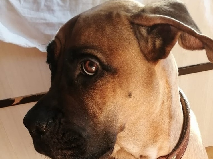 Вологжане заплатят больше 100 тысяч рублей за несоблюдение правил выгула собак