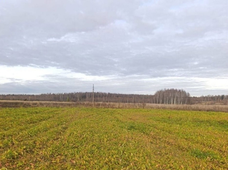 В Фурманове по вине агрокомпании сельхоз земли заросли сорняками