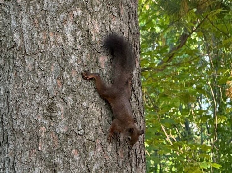 Томский лесозаготовитель возместил ущерб животному миру