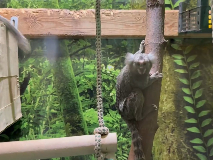 Две маленькие игрунки уезжают из Челябинского зоопарка