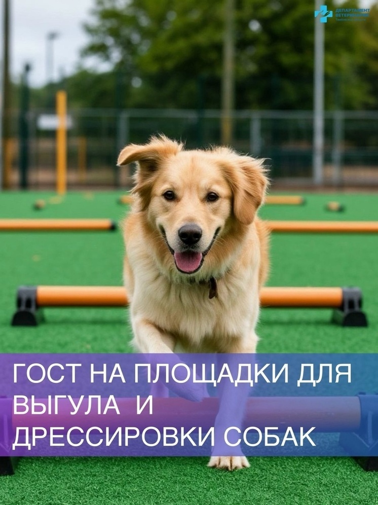 В России утвердили единые правила для собачьих площадок: что изменится для тамбовчан с 2026 года