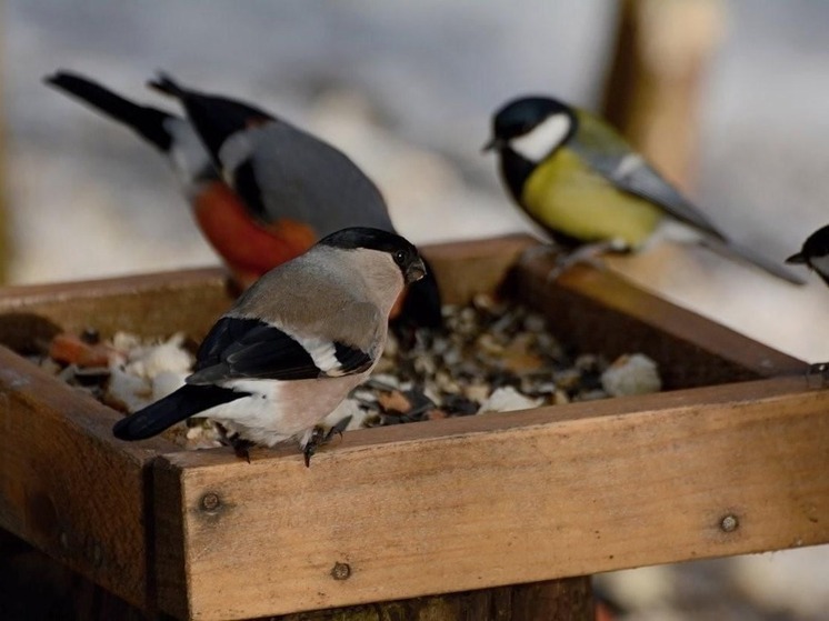 Заповедник Калмыкии приглашает покормить птиц
