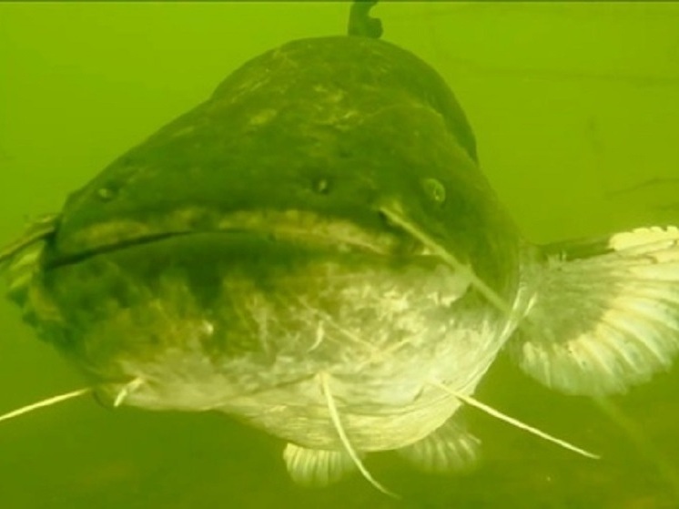 Сома-гиганта обнаружили нижегородские дайверы в Оке