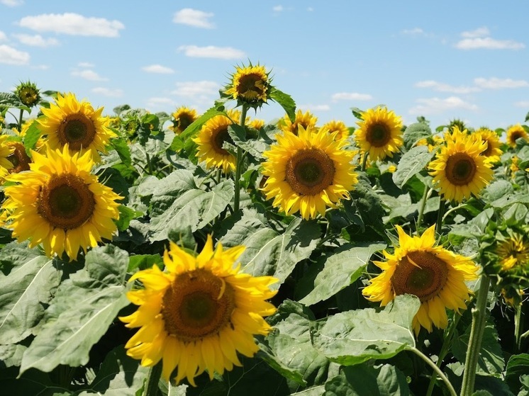 Волгоградский фермер неверно задекларировал 250 тонн подсолнечника