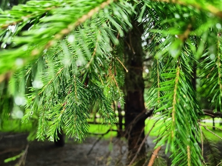 В Ижевске проведут обрезку свыше 1000 деревьев