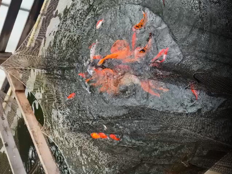 Площадь катка в барнаульском парке «Изумрудный» уменьшат для зимовки карпов