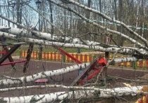 Городские службы предупредили, что в пятницу, 14 ноября, в Москве с 9:00 до 18:00 ожидается усиление ветра с порывами до 17 м/с